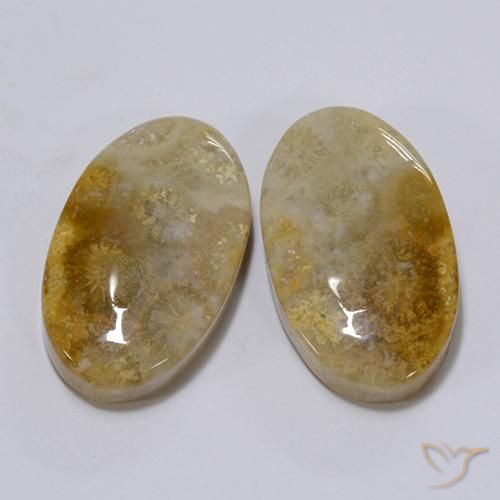 Shop natural 26.28ct Multicolore Corail fossile gems, ovale, from Indonésie at GemSelect. In stock, global shipping!