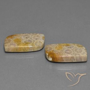 Shop natural 30.44ct Multicolore corail fossile gems, Fantaisie, from Indonésie at GemSelect. In stock, global shipping!