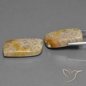 Shop natural 30.44ct Multicolore corail fossile gems, Fantaisie, from Indonésie at GemSelect. In stock, global shipping!