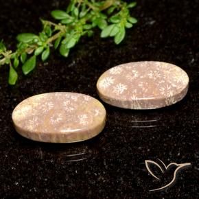 Shop natural 21.04ct Multicolore corail fossile gems, ovale, from Indonésie at GemSelect. In stock, global shipping!