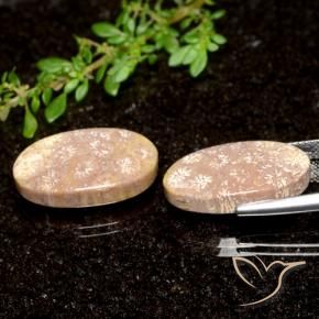 Shop natural 21.04ct Multicolore corail fossile gems, ovale, from Indonésie at GemSelect. In stock, global shipping!