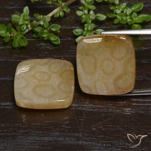 Shop natural 26.38ct Multicolore Corail fossile gems, Coussin, from Indonésie at GemSelect. In stock, global shipping!