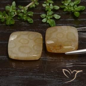 Shop natural 26.38ct Multicolore Corail fossile gems, Coussin, from Indonésie at GemSelect. In stock, global shipping!