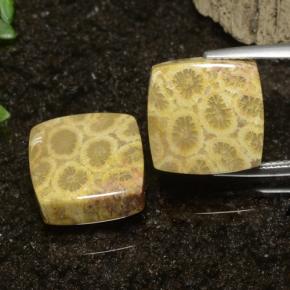 Achetez naturel 22.09ct Multicolore Corail fossile gems, Carré, En provenance Indonésie chez GemSelect. En stock, livraison internationale!