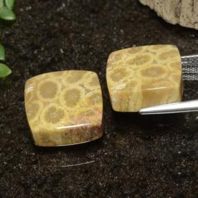 Achetez naturel 22.09ct Multicolore Corail fossile gems, Carré, En provenance Indonésie chez GemSelect. En stock, livraison internationale!