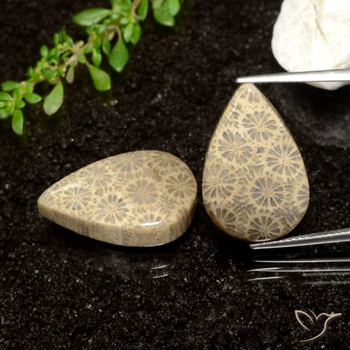26.61ctw Naturel Multicolore corail fossile, En forme de poire, Opaque