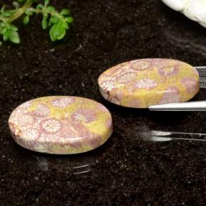 Achetez naturel 25,93ct multicolore corail fossile gems, coupe ovale, en provenance indonésie chez gemselect. en stock, livraison internationale!
