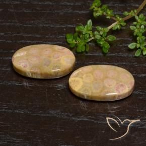 Shop natural 24.57ct Multicolore corail fossile gems, ovale, from Indonésie at GemSelect. In stock, global shipping!