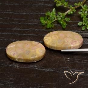 Shop natural 24.57ct Multicolore corail fossile gems, ovale, from Indonésie at GemSelect. In stock, global shipping!