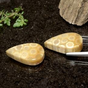 Achetez naturel 28.50ct Multicolore Corail fossile gems, En forme de poire, En provenance Indonésie chez GemSelect. En stock, livraison internationale!