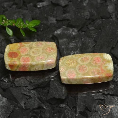 Shop natural 35.26ct Multicolore corail fossile gems, Coussin, from Indonésie at GemSelect. In stock, global shipping!