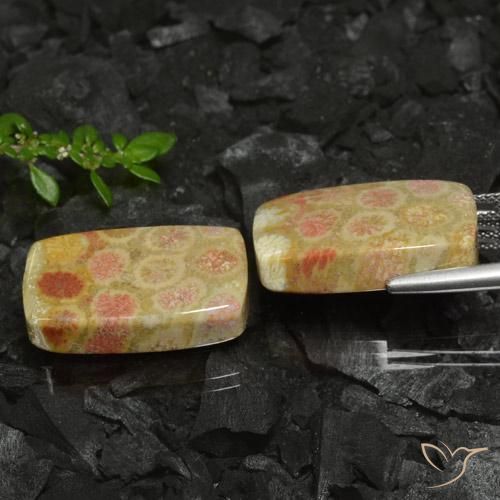 Shop natural 35.26ct Multicolore corail fossile gems, Coussin, from Indonésie at GemSelect. In stock, global shipping!