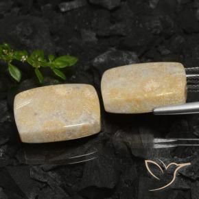Shop natural 30.12ct Multicolore corail fossile gems, Coussin, from Indonésie at GemSelect. In stock, global shipping!