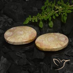 Shop natural 22.78ct Multicolore corail fossile gems, ovale, from Indonésie at GemSelect. In stock, global shipping!