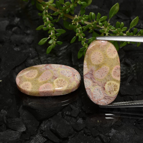 Achetez naturel 23,62ct multicolore corail fossile gems, coupe ovale, en provenance indonésie chez gemselect. en stock, livraison internationale!