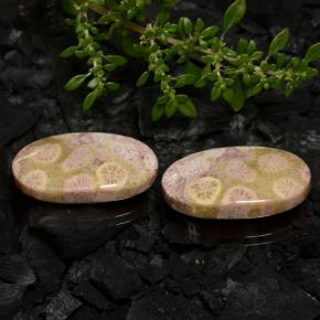 Achetez naturel 23,62ct multicolore corail fossile gems, coupe ovale, en provenance indonésie chez gemselect. en stock, livraison internationale!