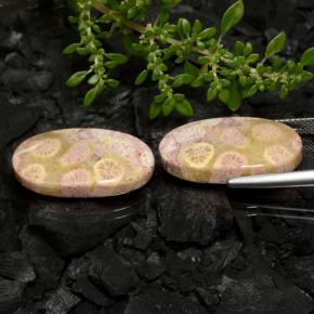 Achetez naturel 23,62ct multicolore corail fossile gems, coupe ovale, en provenance indonésie chez gemselect. en stock, livraison internationale!