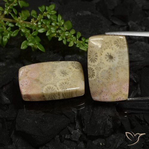 Shop natural 30.12ct Multicolore Corail fossile gems, Coussin, from Indonésie at GemSelect. In stock, global shipping!