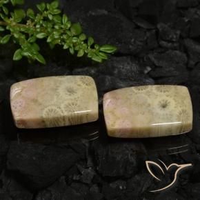 Shop natural 30.12ct Multicolore Corail fossile gems, Coussin, from Indonésie at GemSelect. In stock, global shipping!