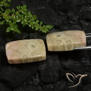 Shop natural 30.12ct Multicolore Corail fossile gems, Coussin, from Indonésie at GemSelect. In stock, global shipping!