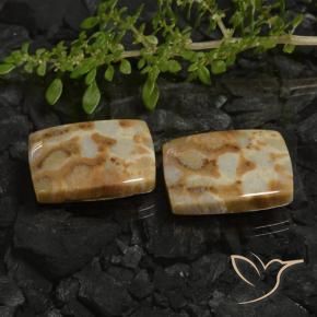 Shop natural 28.19ct Multicolore Corail fossile gems, Coussin, from Indonésie at GemSelect. In stock, global shipping!