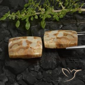 Shop natural 28.19ct Multicolore Corail fossile gems, Coussin, from Indonésie at GemSelect. In stock, global shipping!