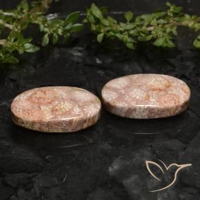 Shop natural 19.81ct Multicolore Corail fossile gems, ovale, from Indonésie at GemSelect. In stock, global shipping!