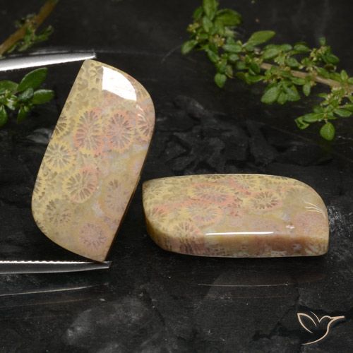 27.40ctw Naturel Multicolore corail fossile, Fantaisie, Opaque