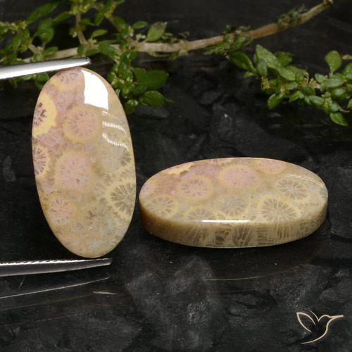 27.43ctw Naturel Multicolore corail fossile, ovale, Opaque