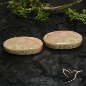 Shop natural 27.43ct Multicolore corail fossile gems, ovale, from Indonésie at GemSelect. In stock, global shipping!