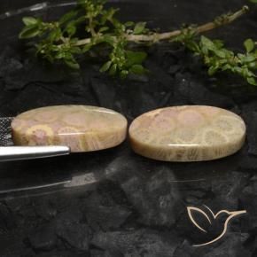 Shop natural 27.43ct Multicolore corail fossile gems, ovale, from Indonésie at GemSelect. In stock, global shipping!