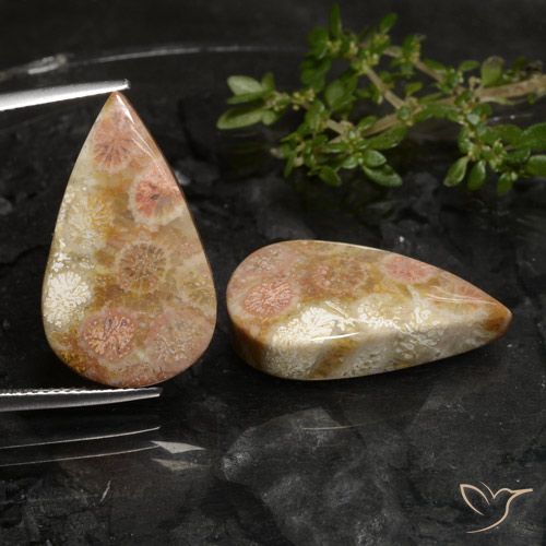 27.69ctw Naturel Multicolore Corail fossile, En forme de poire, Opaque