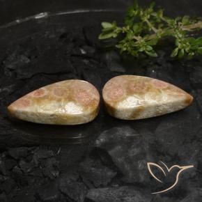 Shop natural 27.69ct Multicolore corail fossile gems, En forme de poire, from Indonésie at GemSelect. In stock, global shipping!