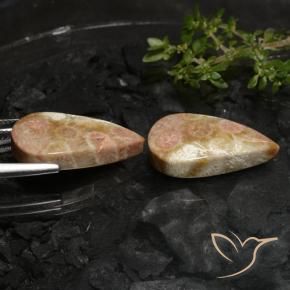 Shop natural 27.69ct Multicolore corail fossile gems, En forme de poire, from Indonésie at GemSelect. In stock, global shipping!