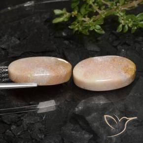 Shop natural 22.59ct Multicolore corail fossile gems, ovale, from Indonésie at GemSelect. In stock, global shipping!