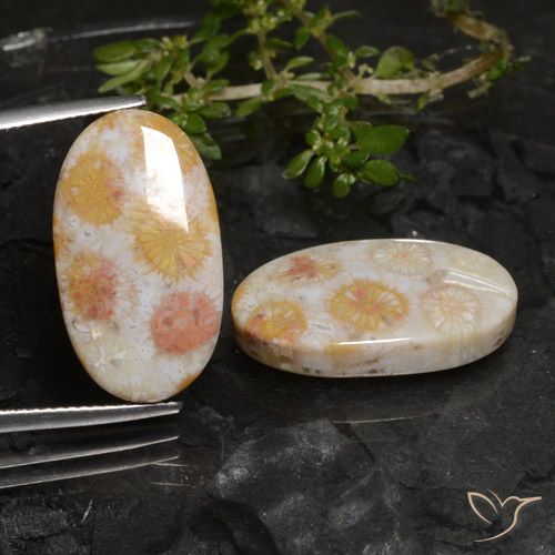 22.45ctw Naturel Multicolore Corail fossile, ovale, Opaque