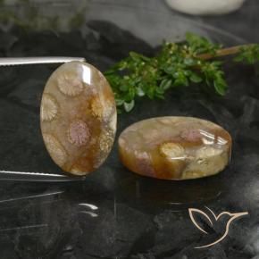 Shop natural 33.89ct Multicolore corail fossile gems, ovale, from Indonésie at GemSelect. In stock, global shipping!