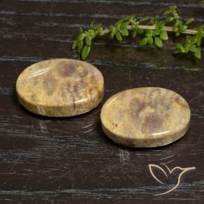 Shop natural 30.50ct Multicolore corail fossile gems, ovale, from Indonésie at GemSelect. In stock, global shipping!