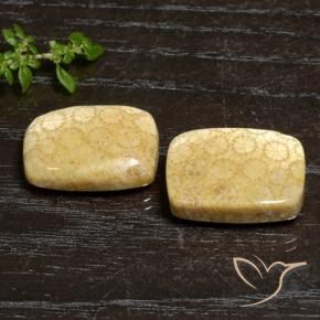 Shop natural 27.20ct Multicolore corail fossile gems, Coussin, from Indonésie at GemSelect. In stock, global shipping!