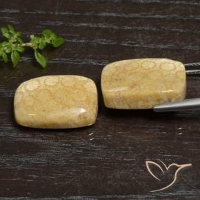 Shop natural 27.20ct Multicolore corail fossile gems, Coussin, from Indonésie at GemSelect. In stock, global shipping!