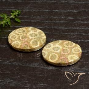 Shop natural 27.12ct Multicolore corail fossile gems, ovale, from Indonésie at GemSelect. In stock, global shipping!