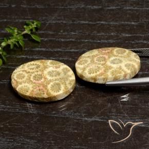 Shop natural 27.12ct Multicolore corail fossile gems, ovale, from Indonésie at GemSelect. In stock, global shipping!
