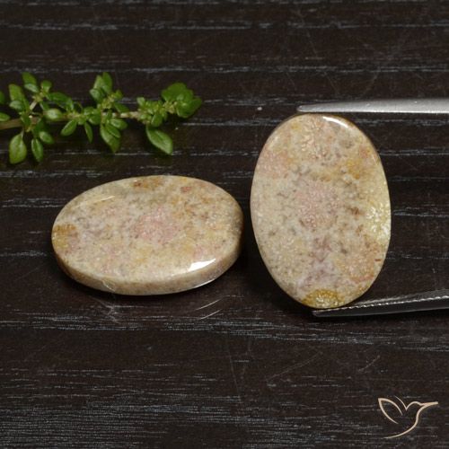 Shop natural 29.83ct Multicolore Corail fossile gems, ovale, from Indonésie at GemSelect. In stock, global shipping!