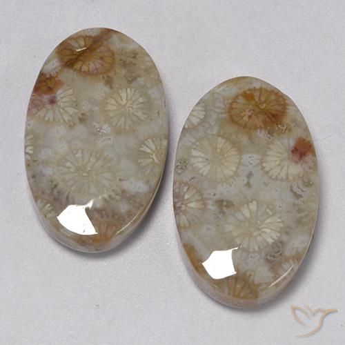 Shop natural 22.91ct Multicolore Corail fossile gems, ovale, from Indonésie at GemSelect. In stock, global shipping!