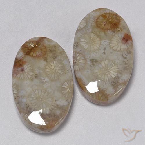 Shop natural 22.91ct Multicolore Corail fossile gems, ovale, from Indonésie at GemSelect. In stock, global shipping!