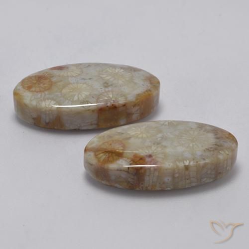 Shop natural 22.91ct Multicolore Corail fossile gems, ovale, from Indonésie at GemSelect. In stock, global shipping!
