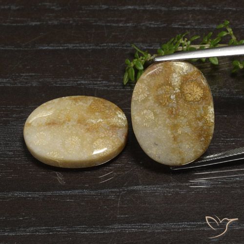 Shop natural 33.11ct Multicolore Corail fossile gems, ovale, from Indonésie at GemSelect. In stock, global shipping!