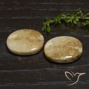 Shop natural 33.11ct Multicolore Corail fossile gems, ovale, from Indonésie at GemSelect. In stock, global shipping!