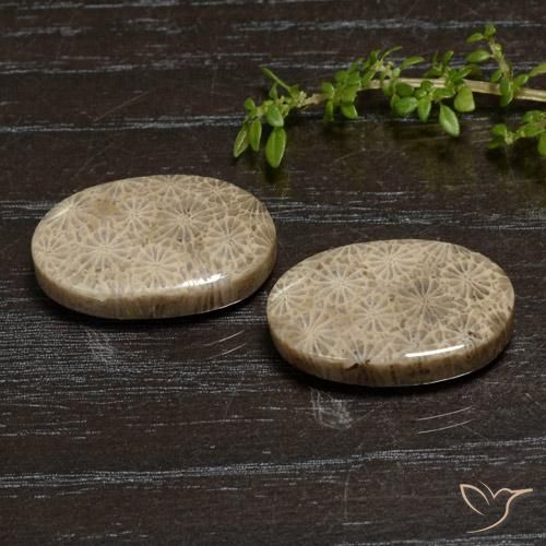 Shop natural 27.11ct Multicolore corail fossile gems, ovale, from Indonésie at GemSelect. In stock, global shipping!