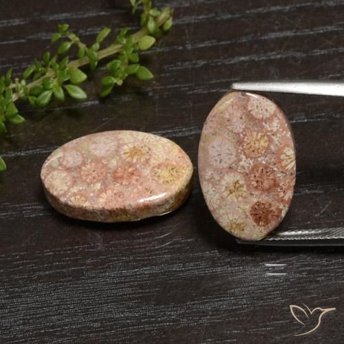 Shop natural 20.28ct Multicolore Corail fossile gems, ovale, from Indonésie at GemSelect. In stock, global shipping!
